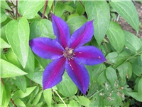 c9ab868c-Picture 778.jpg